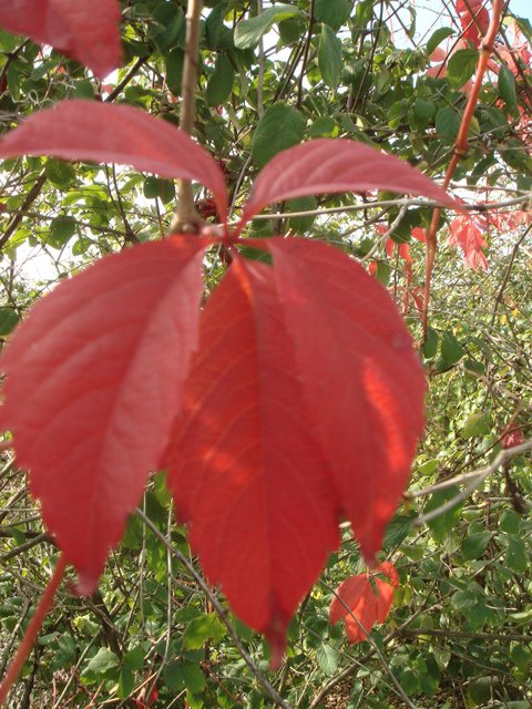 Parthenocissus quinquefolia  feuille automne